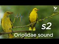 صوت الصفاري صوت الصفري للصيد ممتاز sound Black-naped oriole - Oriolidae