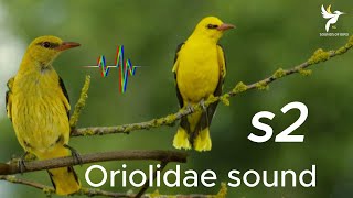صوت الصفاري , صوت الصفري للصيد ممتاز sound Black-naped oriole - Oriolidae