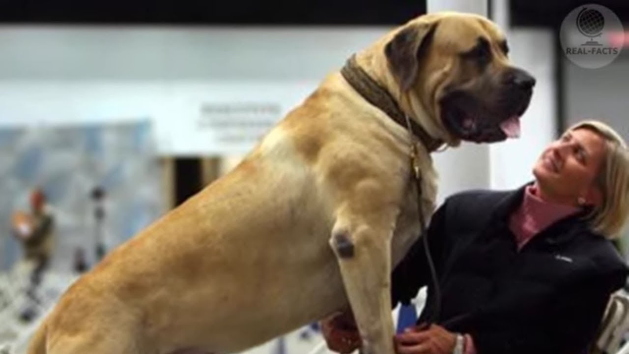 10 Biggest Dogs In The World Youtube