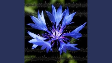 Chart-Recorder: Intro (Original Mix)