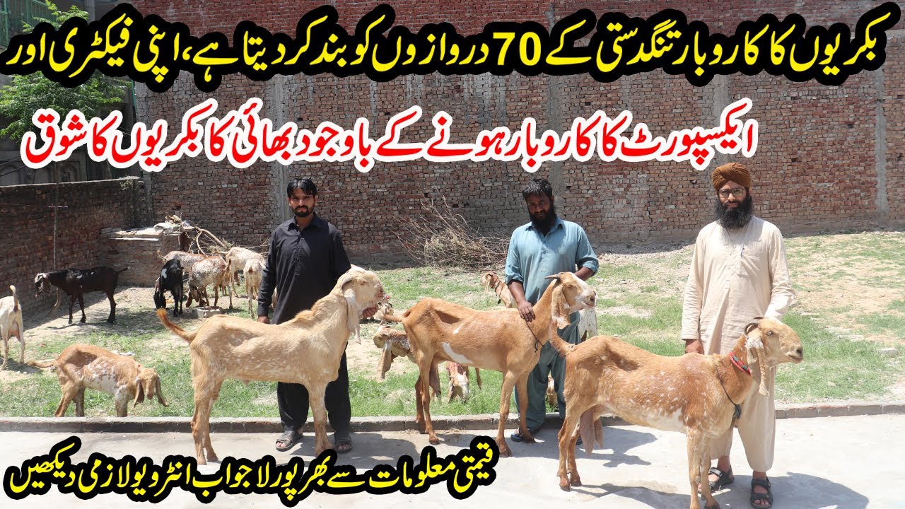 mudasir-goat-farm-sialkoti-goats-farming-in-pakistan-best-goat