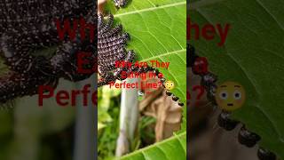 Perfect Line of Insects Devouring a Green Leaf 😳🍃”