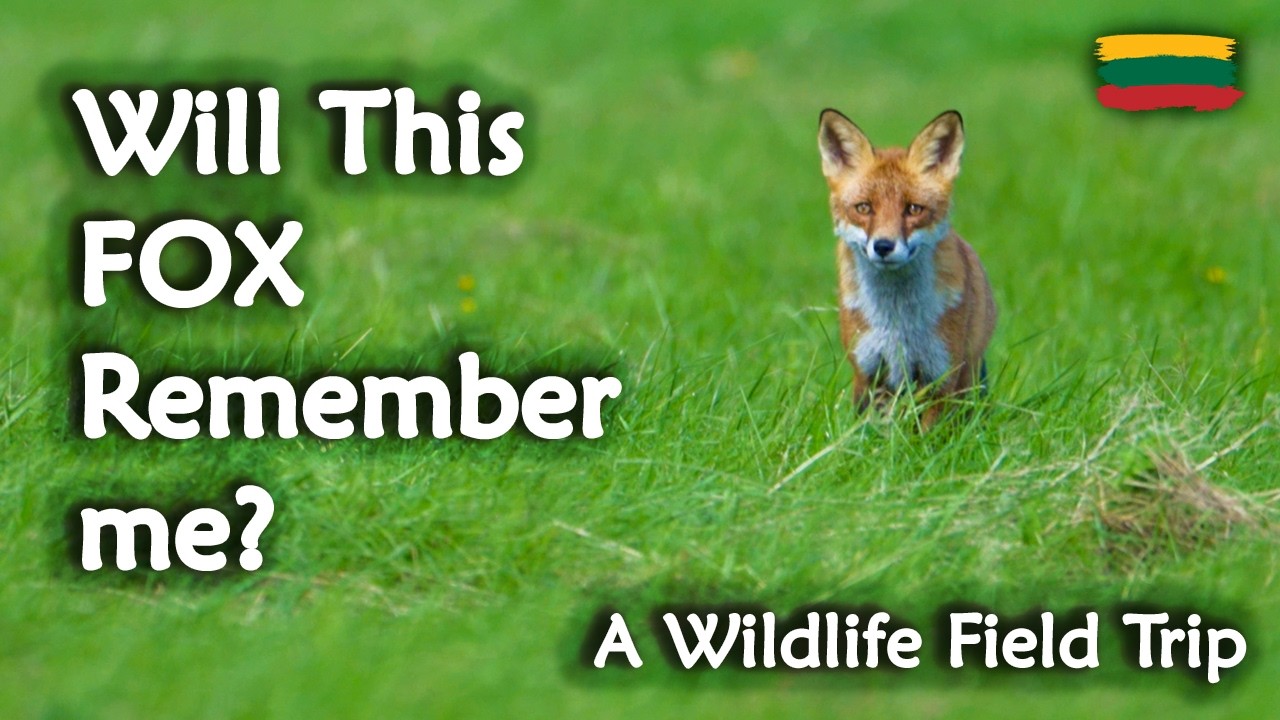 Filming a Wild Fox – Wildlife in Lithuania