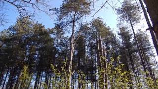 Heilooërbos - Heiloo