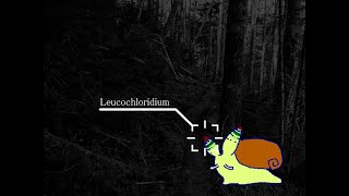 Leucochloridium