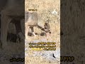 ۵۸۹۲ ۱۰۱۰ ۵۱۱۸ ۴۱۹۶ به نام عادل ملائی ان شاءالله پول هاتون خرج بیماری نشه 