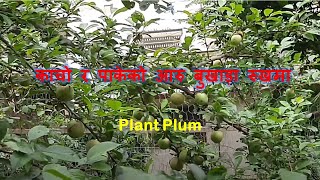 Ripen plant plums in a tree/ Aaru bukhada काचो र पाकेको आरु बुखाड़ा रुखमा