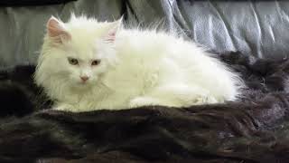 Этот очаровательный котёнок Maine Coon из питомника Lynx Rune Code пока ещё свободен 