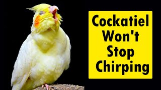 Cockatiel Won't Stop Chirping: Why This Happens & What To Do