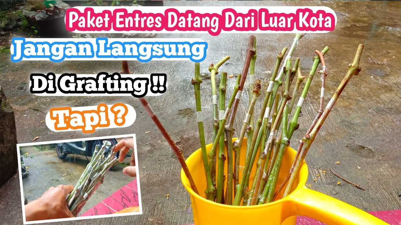 Cara Menyegarkan Paket Entres Anggur Dari Luar Kota❗❗❗🍇🍇