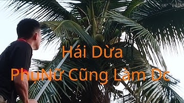 Đứng ở dưới Cũng Hái được Trái dừa , Không Cần Trèo. Cây To Cao