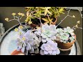 Echeverias, Graptopetalums, Graptosedums and Graptoverias Update and Propagation