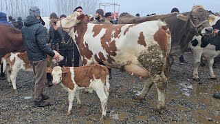 Download Lagu Yozyovon Mol Bozori Yangi yilga Narxlar keskin o'zgardi 24 декабря 2025 г. MP3