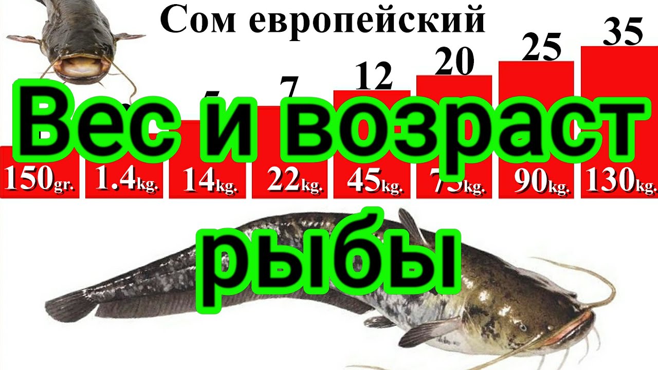 Сом. Окунь. Ёрш. Плотва. Угорь Weight and age of fish. Catfish. Perch