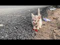 Dirty Kitten Abandoned On The Highway, Crying and Begging for Help, Lucky To Be Adopted By Me!