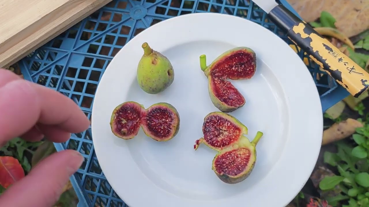 Инжир Ponte Tresa, Albacor Comuna