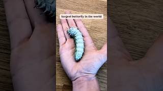 This Egg Turned Into a Monster?!😱
