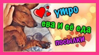 НАШЕ С ЕВОЙ УТРО ♥ МОЯ СОБАКА, ЗАВТРАК, РАСПАКОВКА ПОСЫЛОК НАШЕ С ЕВОЙ УТРО ♥ МОЯ СОБАКА, ЗАВТРАК, РАСПАКОВКА ПОСЫЛОК