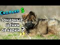 Зонарные щенки НЕМЕЦКОЙ ОВЧАРКИ. Сколько стоят и как выбрать щенка?