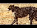 view Incredible: A Cheetah Sprints to Catch a Springbok digital asset number 1