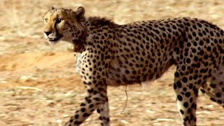 Incredible: A Cheetah Sprints to Catch a Springbok