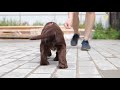 Sussex spaniel puppy の動画、YouTube動画。