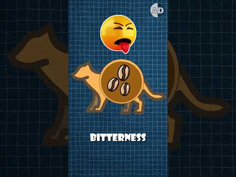 Why Civet Cats