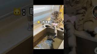 funny cats animal #shorts