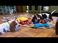 Basset Hound Puppies playing