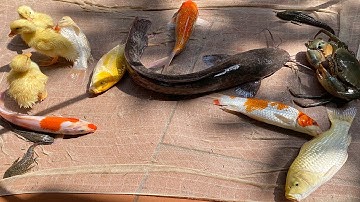 Kem Chanel ra bờ ao kéo vó được cá chép màu sắc, con cua, bắt gà con, vịt đi lạc vào chuồng. Part 66