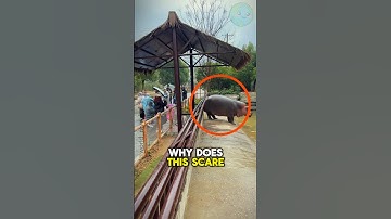 Run If a Hippo Turns Its Back 🦛🦛#viralvideo