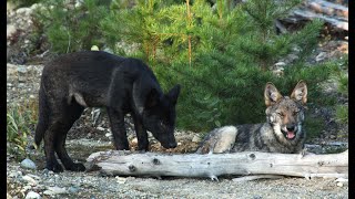 AU PAYS DU LOUP avec Gisèle Benoit, Épisode 31 – Les louveteaux