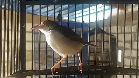 prenjak lumut muda belajar bunyi
