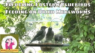Fledgling Eastern Bluebirds Find the Mealworms