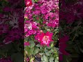 Spring flowers #relaxing #flowers #springflowers #nature #shorts