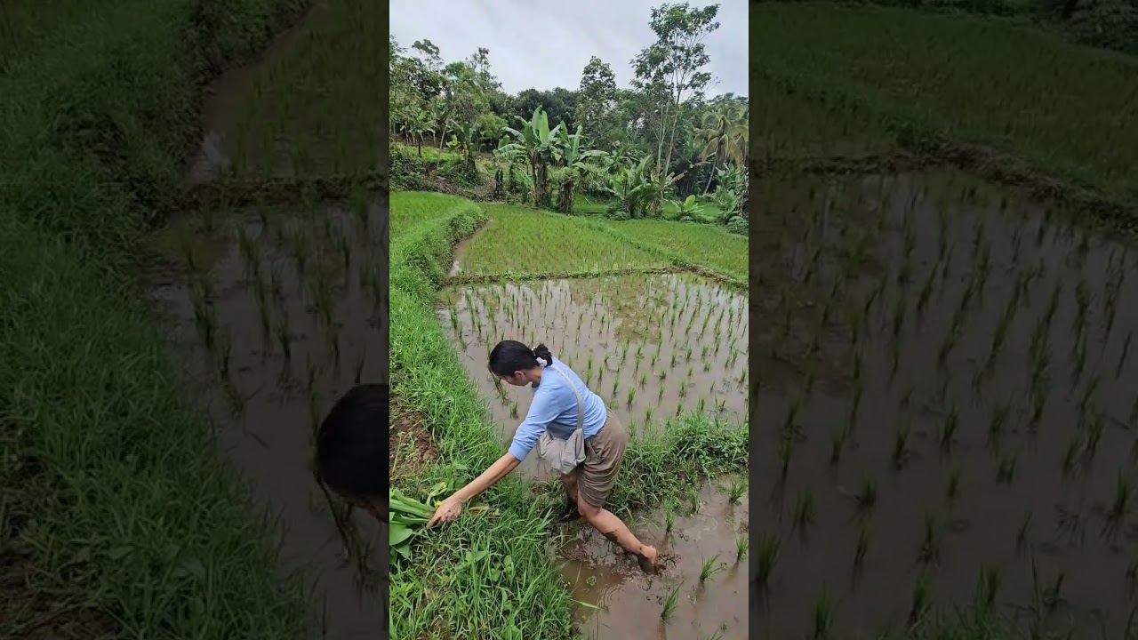 TELUSURI JALAN EXTREEM DEMI CABUT GENJER