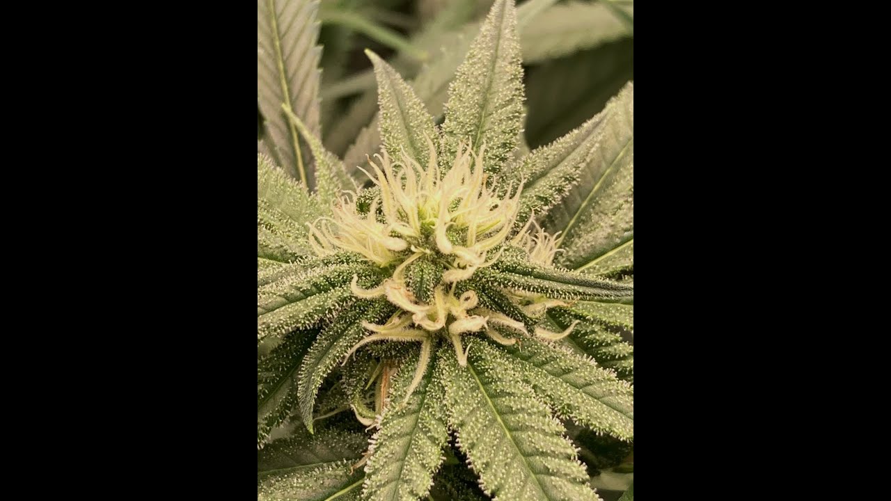 Mische, wenn ich Morgens aufsteh