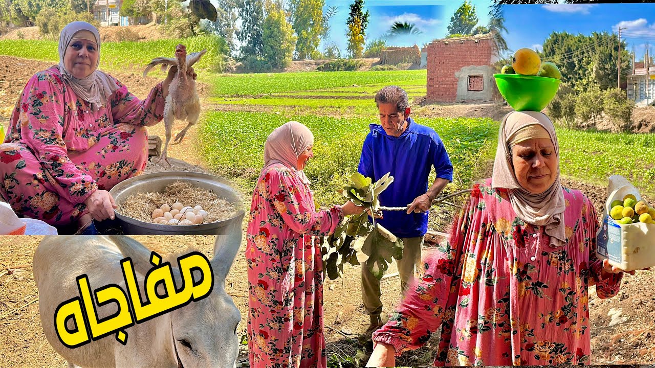 نزلت البلد فجاه وعشت يوم مع امي والخير علي قدوم الواردين فراخ امي هربت