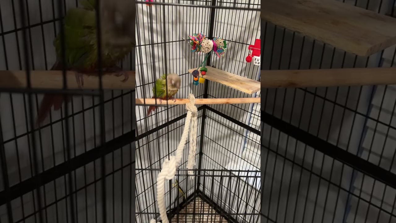 12 Cheeky- taking a nice and refreshing water bath