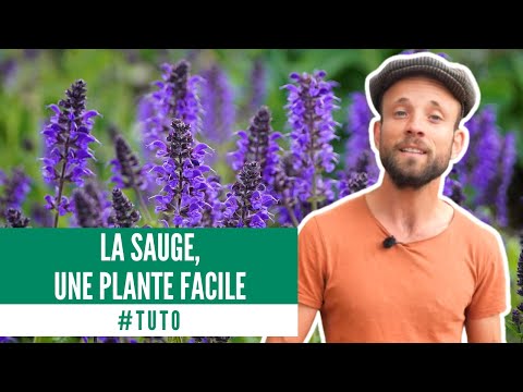 Vidéo: Comment faire pousser de la sauge bleue ?