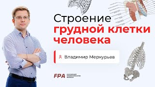 Строение грудной клетки человека | Владимир Меркурьев (FPA)