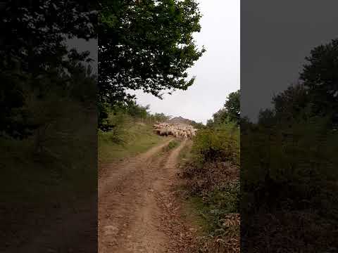 کوهنوردی قله شاهدژ  ایران    کیاسر ساری  