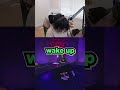 TenZ Fall Sleep LIVE Later Kyedae Wakes Him Up Ft Tarik Nadeshot