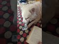 He gets what he wants