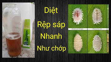 Diệt rệp sáp theo cách mới không dùng thuốc hóa học