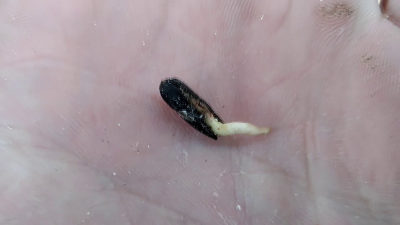 Пророщенная кукуруза пивоварение магазин