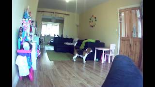 Left beagle dog home alone and recorded WHAT HE DID!