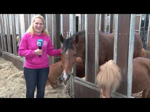 Geen speld in hooiberg, wel 5000 kilo gratis stro voor manege: 