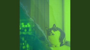 Festive Ambience for Lazy Cat Days