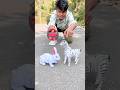 Rc remote control Giraffe and Rabbit unboxing #shorts